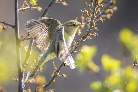 Willow warbler bird, Phylloscopus trochilus, perched. Stock Photos