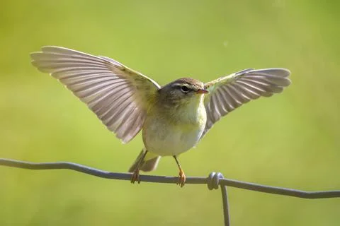 Willow warbler bird, Phylloscopus trochilus, perched. Stock Photos