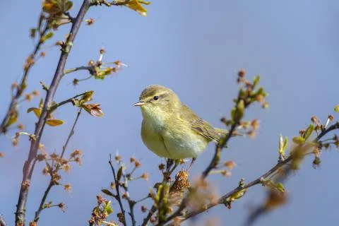 Willow warbler bird, Phylloscopus trochilus, perched. Stock Photos
