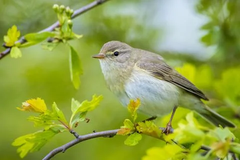 Willow warbler bird, Phylloscopus trochilus, perched. Stock Photos