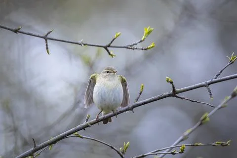 Willow warbler bird, Phylloscopus trochilus, perched. Stock Photos