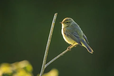 Willow warbler bird, Phylloscopus trochilus, perched. Stock Photos