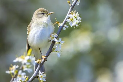 Willow warbler bird, Phylloscopus trochilus, perched. Stock Photos