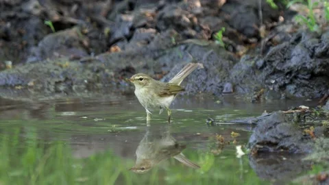 The willow warbler bird taking a bath, Phylloscopus trochilus Stock Footage 154330114