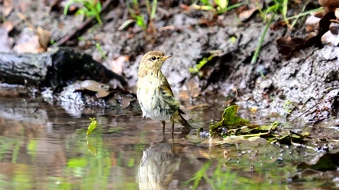 The willow warbler bird taking a bath, Phylloscopus trochilus Stock Footage 195125427