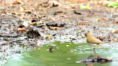 The willow warbler bird taking a bath, Phylloscopus trochilus Stock Footage 195406443
