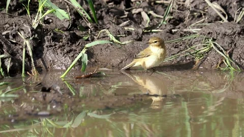 The willow warbler bird taking a bath Stock Footage 214065290