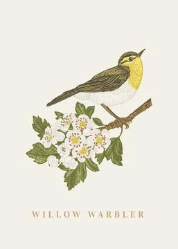 Willow warbler on a branch. Illustrazione stock