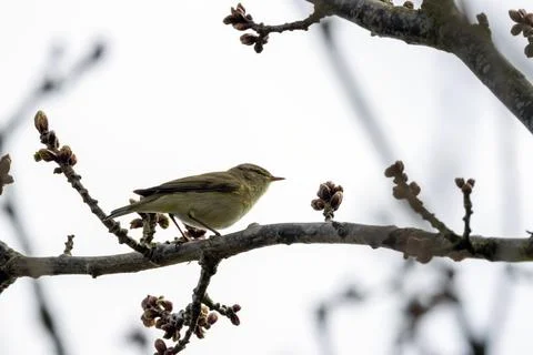Willow warbler on a budding branch Stock Photos