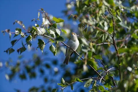 Willow Warbler in bush Stock Photos