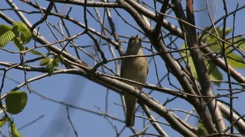 Willow warbler Stock Footage 18190156