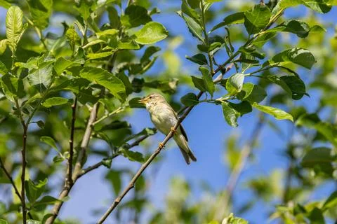 Willow warbler with its bill open on a branch Stock Photos