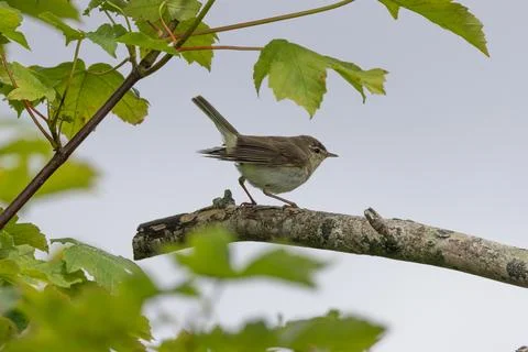 Willow warbler with its tail raised on a branch Stock Photos