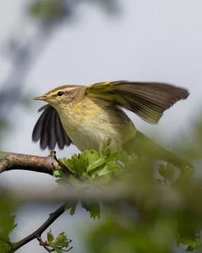 Willow Warbler Perched on Branch Stock Photos