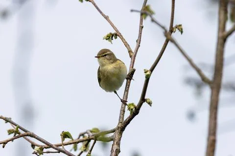 Willow warbler perched on a budding twig Stock Photos