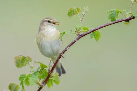 Willow warbler Stock Photos