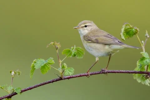 Willow warbler Stock Photos