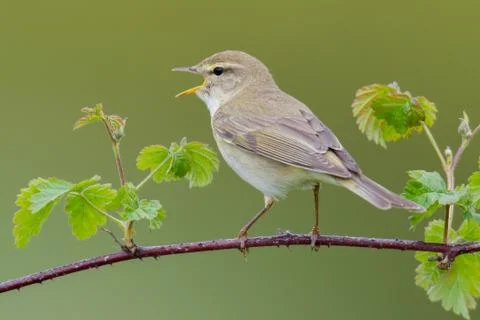 Willow warbler Stock Photos