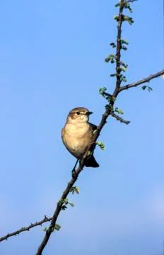 Willow Warbler Stock Photos