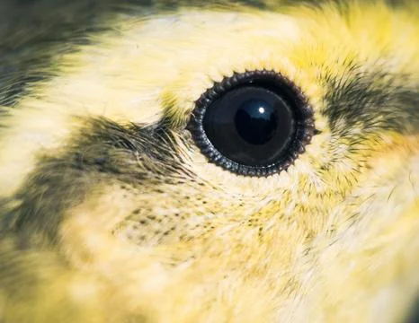 Willow Warbler Stock Photos