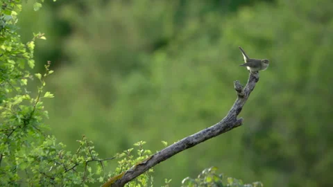 Willow warbler (Phylloscopos trochilus) singing from favourite perch Video stock 297884746