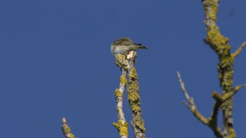 Willow warbler (Phylloscopos trochilus) singing Stock Footage 297885821