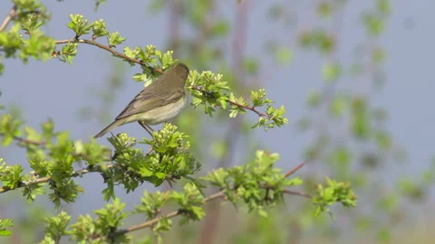 Willow warbler (Phylloscopos trochilus) singing Stock Footage 297885978