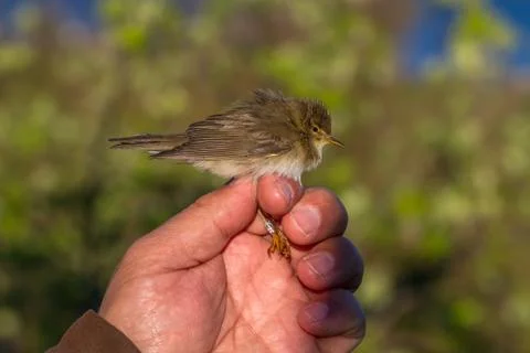 Willow warbler, Phylloscopus trochilus, bird in a womans hand for bird banding Stock Photos