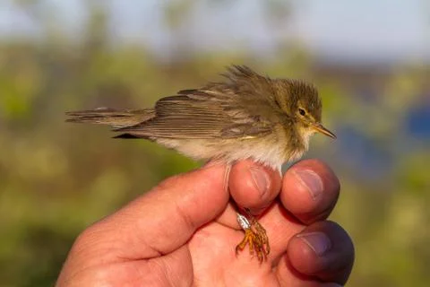 Willow warbler, Phylloscopus trochilus, bird in a womans hand for bird banding Stock Photos