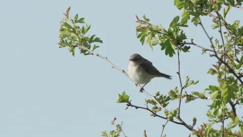 Willow Warbler (Phylloscopus trochilus) calling Stock Footage 255735705