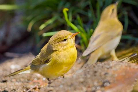 Willow Warbler, Phylloscopus trochilus, Forest Pond Stock Photos