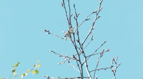 Willow warbler Phylloscopus trochilus is having great time singing Video stock 64236088