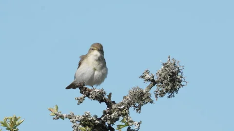 Willow warbler (Phylloscopus trochilus) perched calling Stock Footage 255735476
