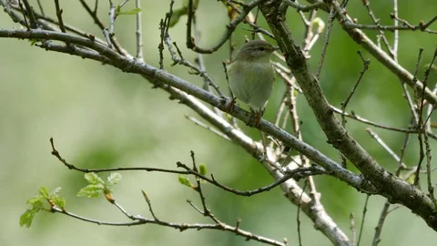 Willow warbler Phylloscopus trochilus perching in silver birch tree alarm Video stock 98909653