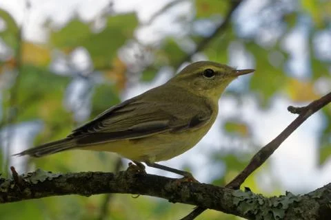 Willow warbler (Phylloscopus trochilus) Stock Photos