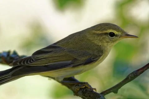 Willow warbler (Phylloscopus trochilus) Foto stock