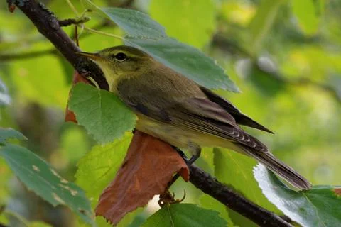 Willow warbler (Phylloscopus trochilus) Stock Photos