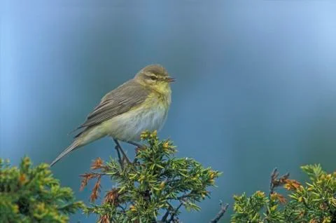 Willow warbler, Phylloscopus trochilus Stock-Fotos