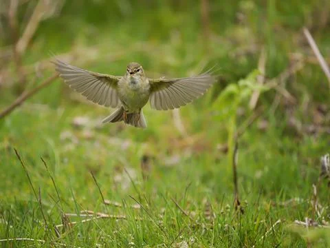 Willow warbler, Phylloscopus trochilus, Stock Photos