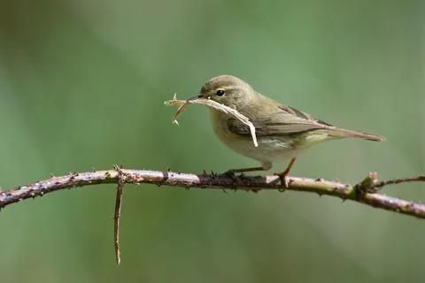 Willow Warbler-Phylloscopus trochilus. Stock Photos