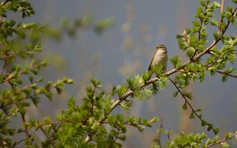 Willow warbler (Phylloscopus trochilus) on a pine tree singing in the spring  Stock Photos