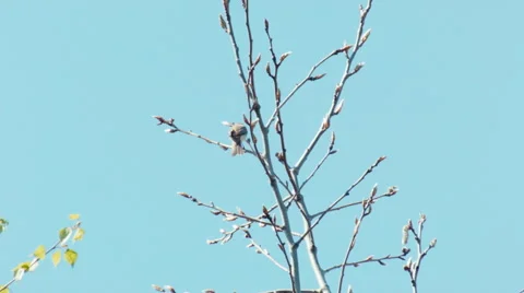Willow warbler Phylloscopus trochilus is singing in the lazy afternoon Stock Footage 64237031