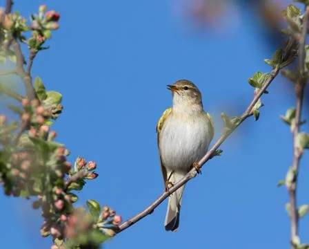Willow warbler, Phylloscopus trochilus. Spring morning, a bird sings sittin.. Stock Photos