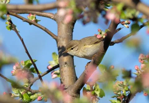 Willow warbler, Phylloscopus trochilus. Spring, a bird sits on the branch o.. Stock Photos