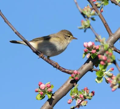 Willow warbler, Phylloscopus trochilus. Spring, a bird sits on the branch o.. Foto stock