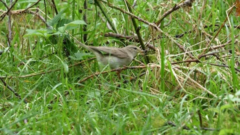 Willow warbler Phylloscopus trochlius flies to nest feeds nestlins Video stock 87049429