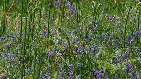 Willow warbler Phylloscopus trochlius flies to bracken stalk Stock Footage 108062068
