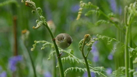 Willow warbler Phylloscopus trochlius moving through emerging bracken Stock Footage 98909986