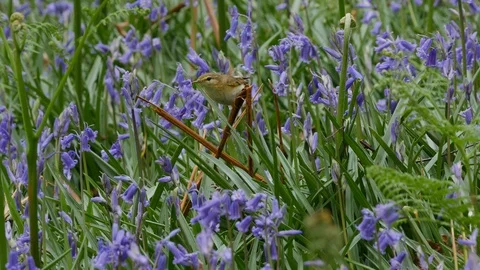 Willow warbler Phylloscopus trochlius moving back to nest Stock Footage 108062128