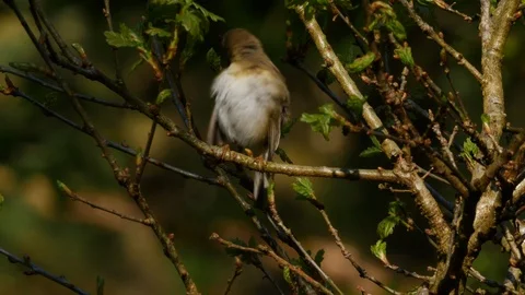 Willow warbler Phylloscopus trochlius perching in oak tree preenig Stock Footage 98918392